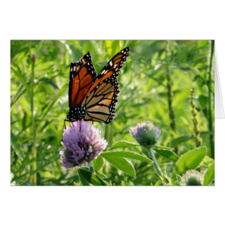 Fly With A Broken Wing, Monach Butterfly