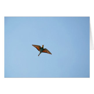 Flycatcher