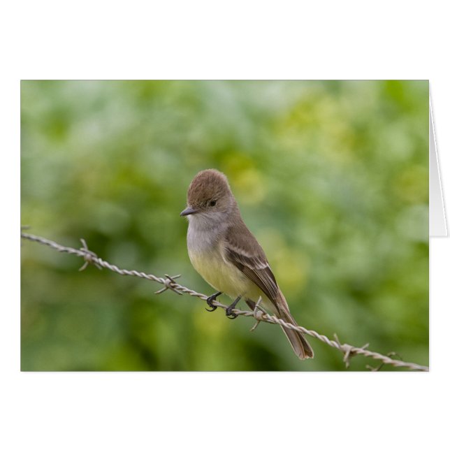 Flycatcher (Front Horizontal)