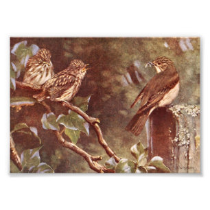 Flycatcher and Young Photo Print