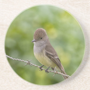 Flycatcher Coaster