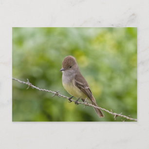 Flycatcher Postcard