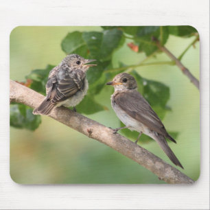Flycatchers Mouse Pad