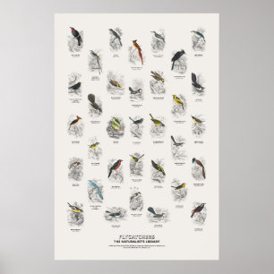 Flycatchers - Naturalist's Library Poster