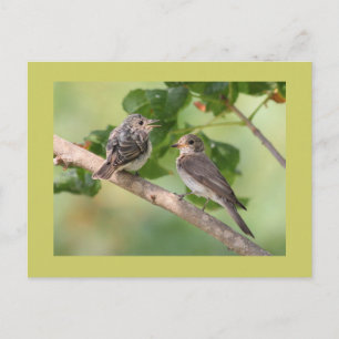 Flycatchers Postcard
