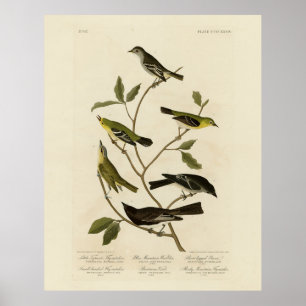 Flycatchers Warbler etc Audubon's Birds of America Poster
