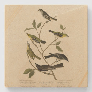 Flycatchers Warbler etc Audubon's Birds of America Stone Coaster