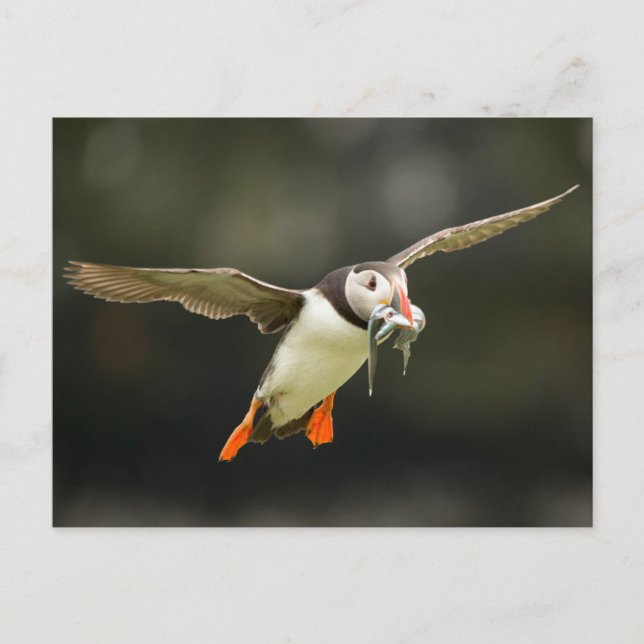 Flying Atlantic Puffin with fish in beak Postcard (Front)
