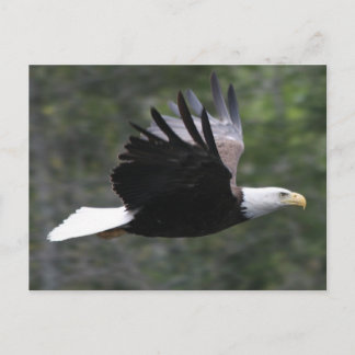 Flying Bald Eagle Postcard