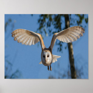 Flying barn owl poster
