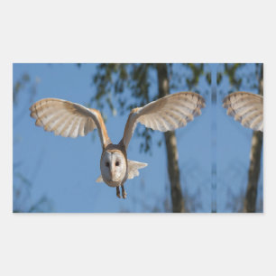 Flying barn owl rectangular sticker