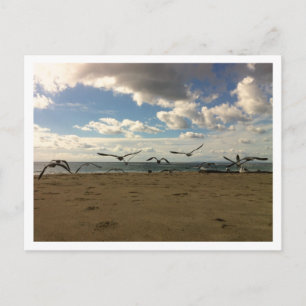 Flying Birds Postcard