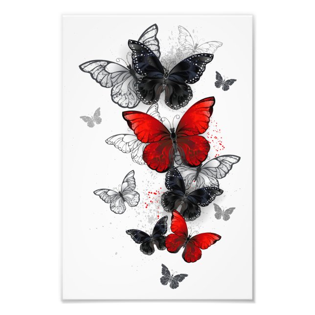 Flying Black and Red Morpho Butterflies Photo Print (Front)