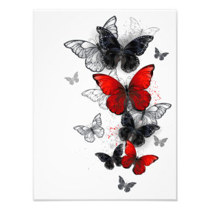Flying Black and Red Morpho Butterflies Photo Print