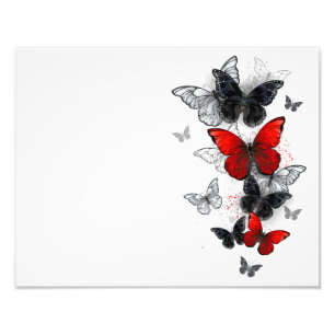 Flying Black and Red Morpho Butterflies Photo Print