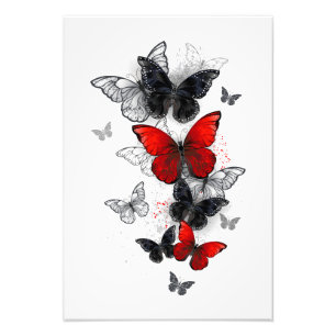 Flying Black and Red Morpho Butterflies Photo Print