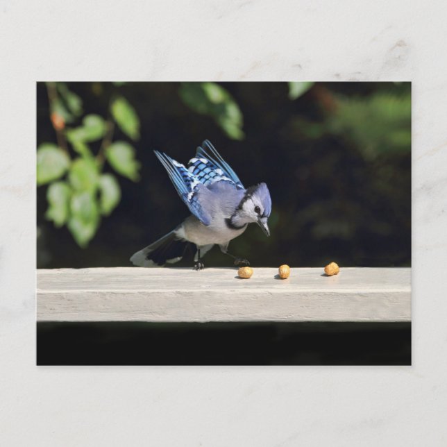 Flying Blue Jay Photo Postcard (Front)