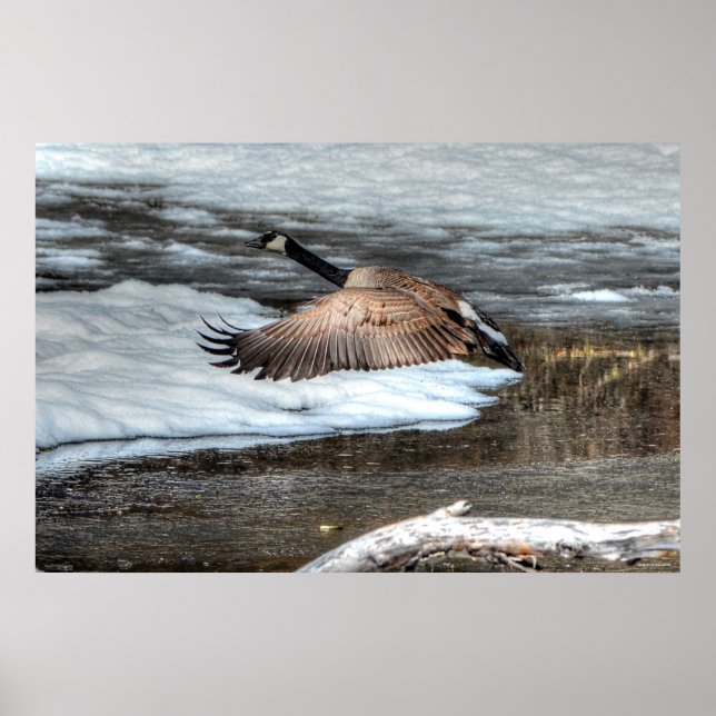 Flying Canada Goose and Winter Pond Wildlife Poster (Front)