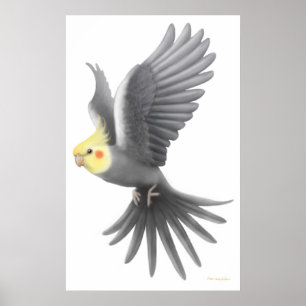 Flying Cockatiel Parrot Poster