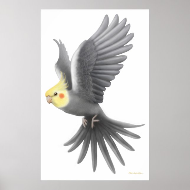 Flying Cockatiel Parrot Poster (Front)