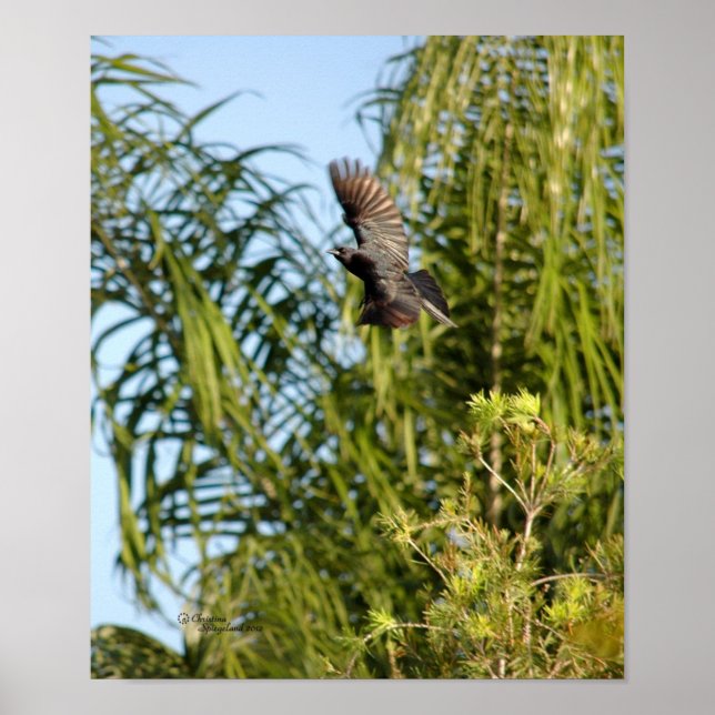Flying Crow Poster (Front)