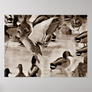 Flying Duck Mallard Poster in Sepia