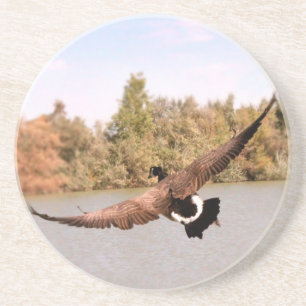 flying duck over water photograph coaster