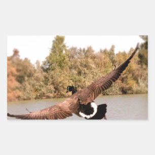flying duck over water photograph rectangular sticker