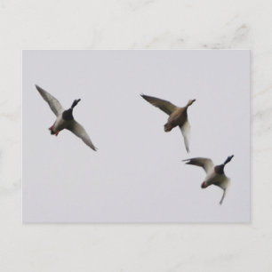 Flying Ducks Postcard