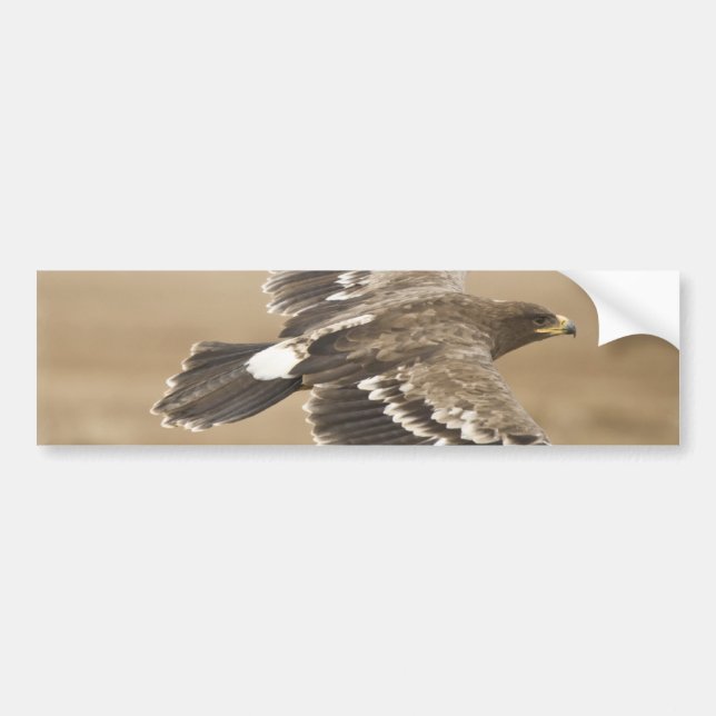 Flying Eagle Bird Bumper Sticker (Front)