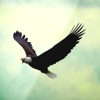 Flying Eagle Cut Out