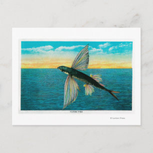 Flying Fish at Catalina Island Postcard