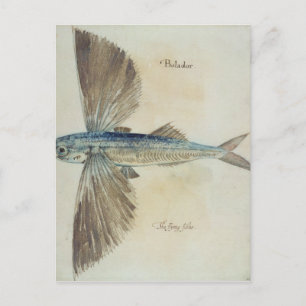 Flying-Fish Postcard