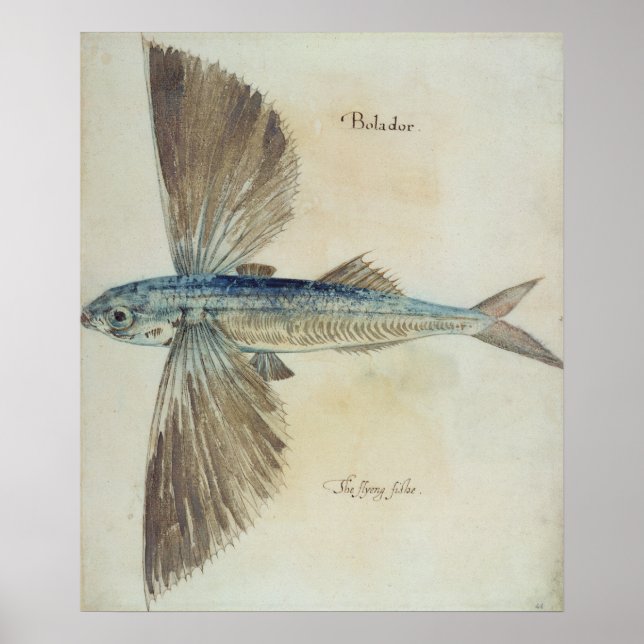 Flying-Fish Poster (Front)