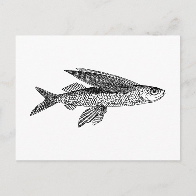 Flying Fish vintage drawing Postcard (Front)