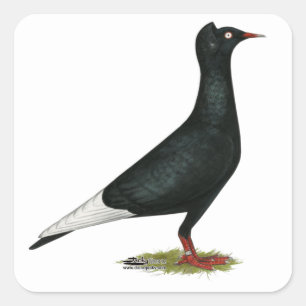 Flying Flight Black Cap Pigeon Square Sticker