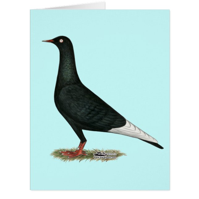 Flying Flight Black Pigeon (Front)