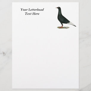 Flying Flight Black Pigeon