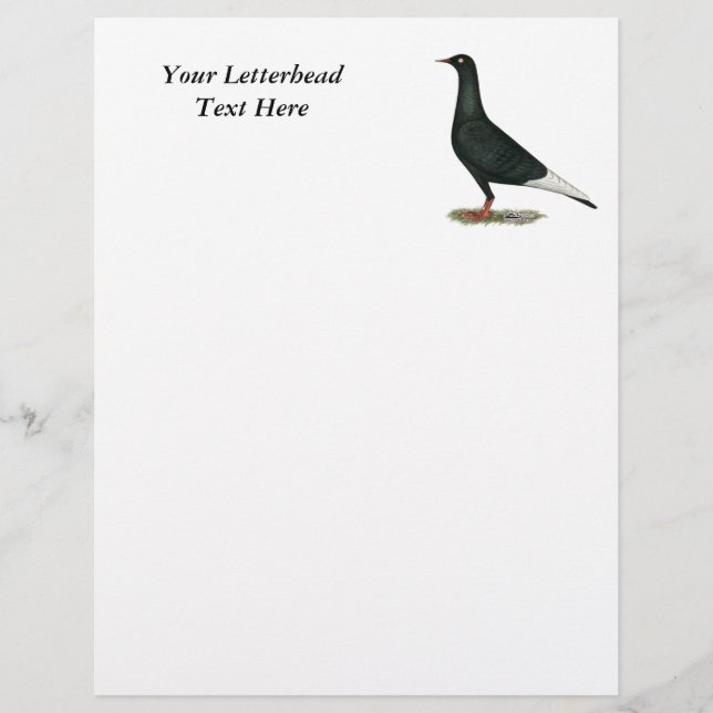Flying Flight Black Pigeon (Front)