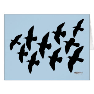 Flying Flight Pigeons