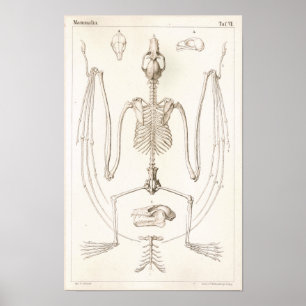 Flying Fox Bat Skeleton Veterinary Anatomy Print