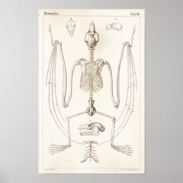 Flying Fox Bat Skeleton Veterinary Anatomy Print (Front)