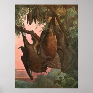 Flying Fox Bats by Austen, Vintage Wild Animals Poster