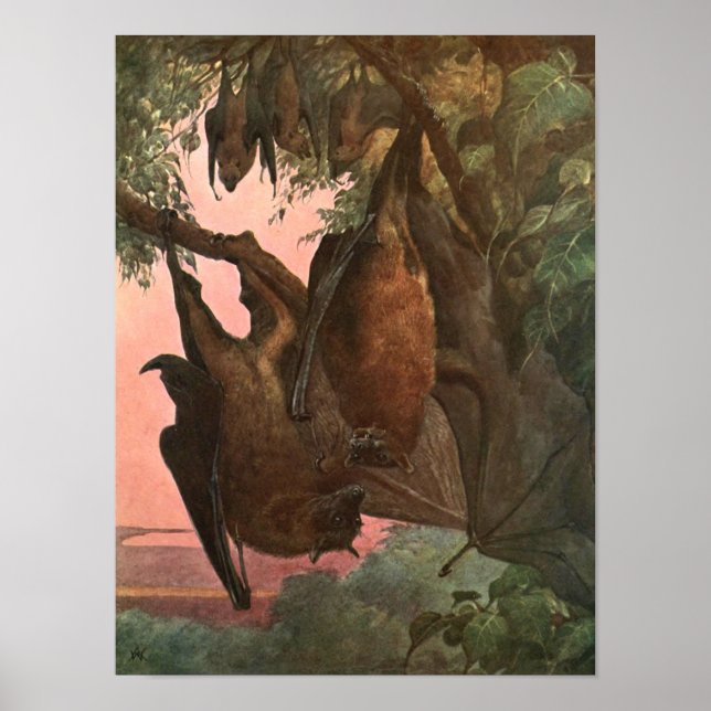 Flying Fox Bats by Austen, Vintage Wild Animals Poster (Front)