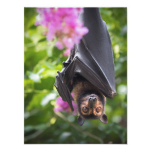 Flying Fox Fruit Bat with Crepe Myrtle Photo Print