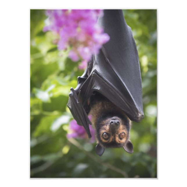 Flying Fox Fruit Bat with Crepe Myrtle Photo Print (Front)