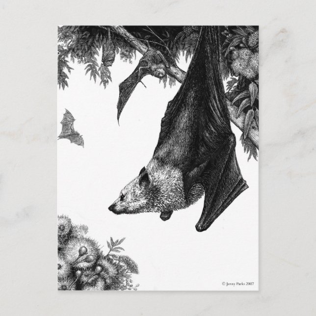 Flying Foxes Postcard (Front)