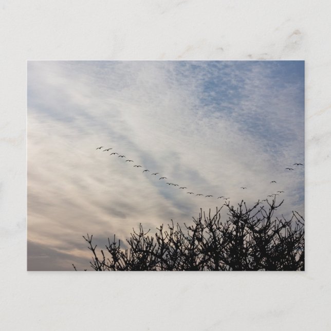 Flying geese postcard (Front)