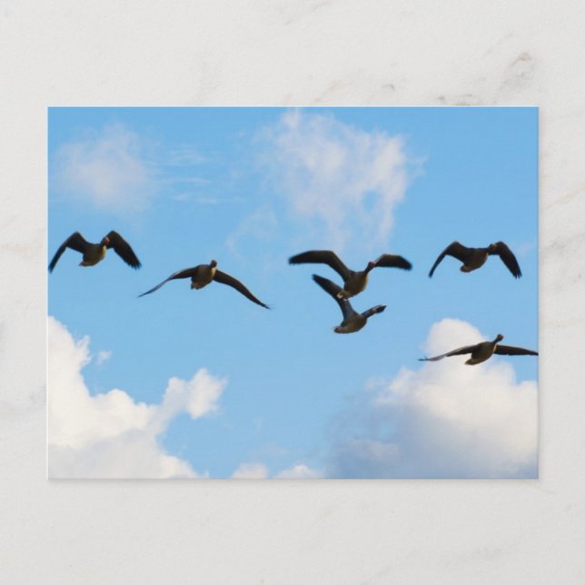 Flying Geese Postcard (Front)