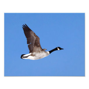 Flying Goose Photo Print